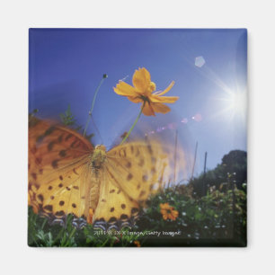 Íman Fecho da Borboleta, asas batendo