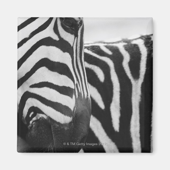 Íman Fecho da face e ombro da zebra (Frente)