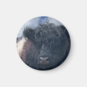 Íman Fecho da Vaca Galloway Preta e Branca Abaixo