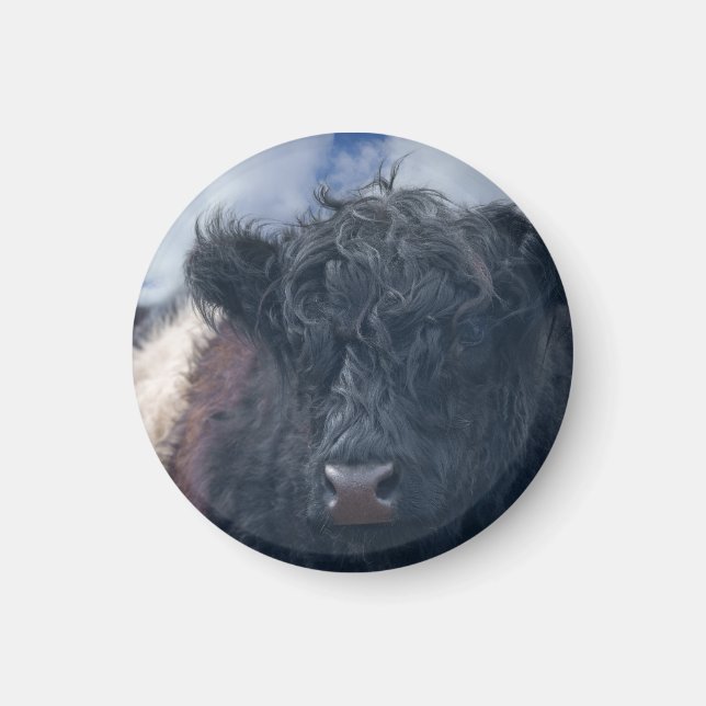 Íman Fecho da Vaca Galloway Preta e Branca Abaixo (Frente)