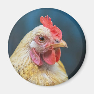 Íman Fecho de frango