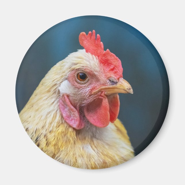 Íman Fecho de frango (Frente)