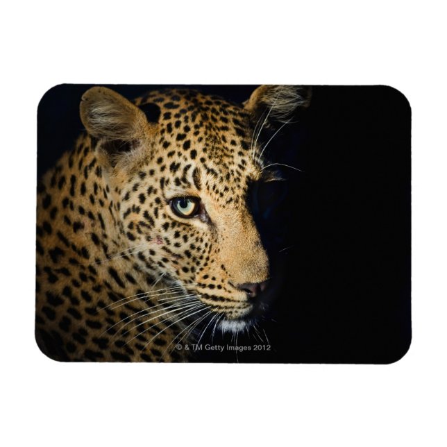 Íman Fecho de Leopardo, Grande Kruger Nacional (Horizontal)