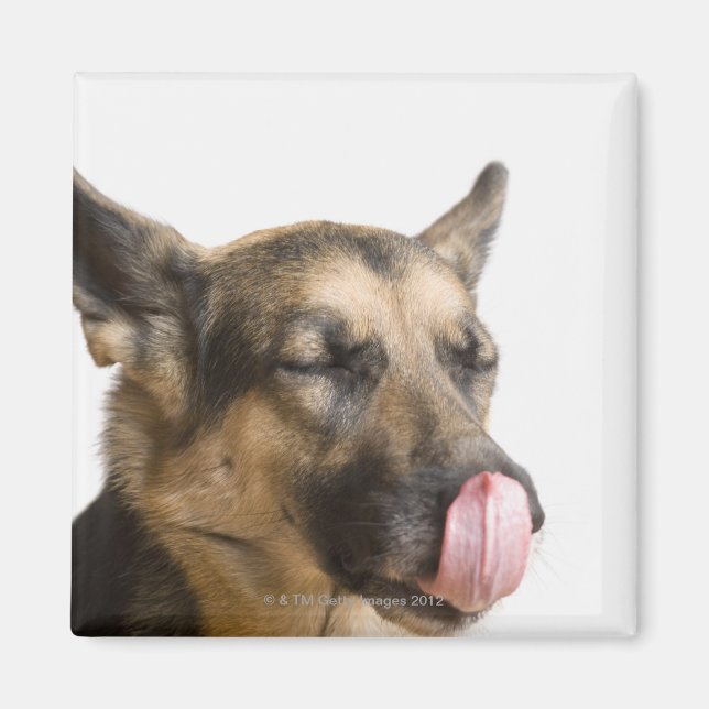 Íman Fecho de um German shepherd a lamber o nariz (Frente)
