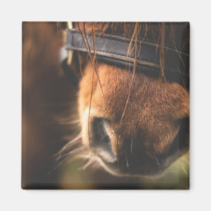 Íman Fecho de um Nariz de Cavalo Marrom