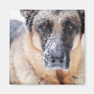 Íman Fecho Do German shepherd Coberto Na Neve