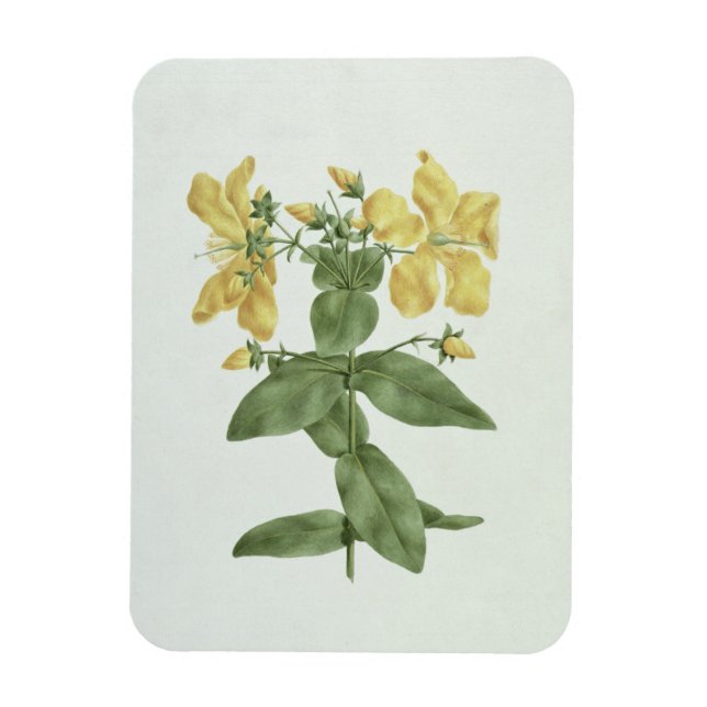 Íman Feel-Fetch (Hypericum quartinianum) (m/c sobre gra (Vertical)