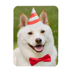 Íman Feliz Aniversário Qualquer Cão Shiba Inu Em Fest