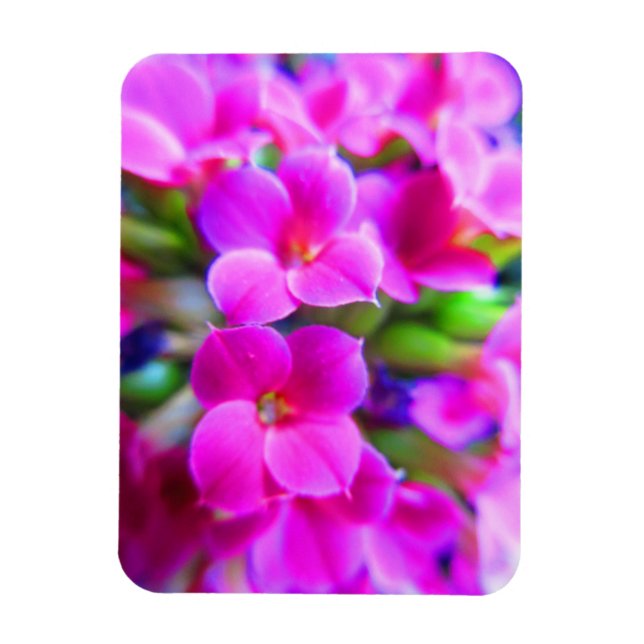 Íman Feliz Brilho Flores Kalanchoe Rosa Púrpura Magenta (Vertical)