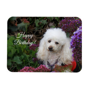 Íman Feliz cartão magnético de cachorro-do-poodle de an