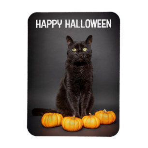 Íman Feliz Halloween Para Todos Os Gatos Pretos Com Ab