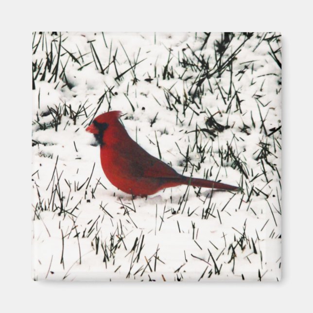 Íman Feliz Natal Cardinal (Frente)