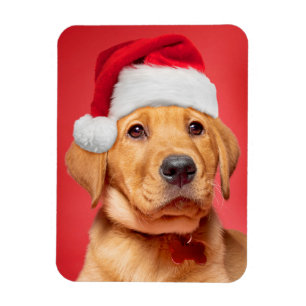 Íman Feliz Natal, Fofo Labrador Puppy em Santa Hat