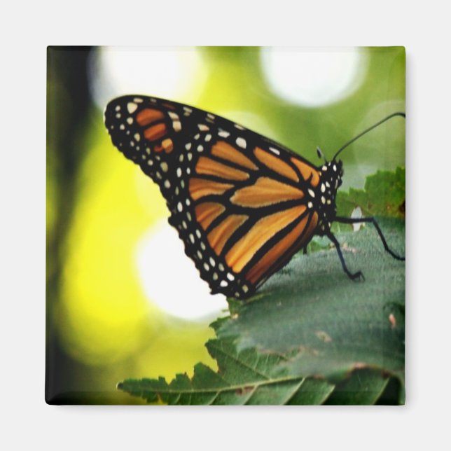 Íman Felizes é uma borboleta (Frente)