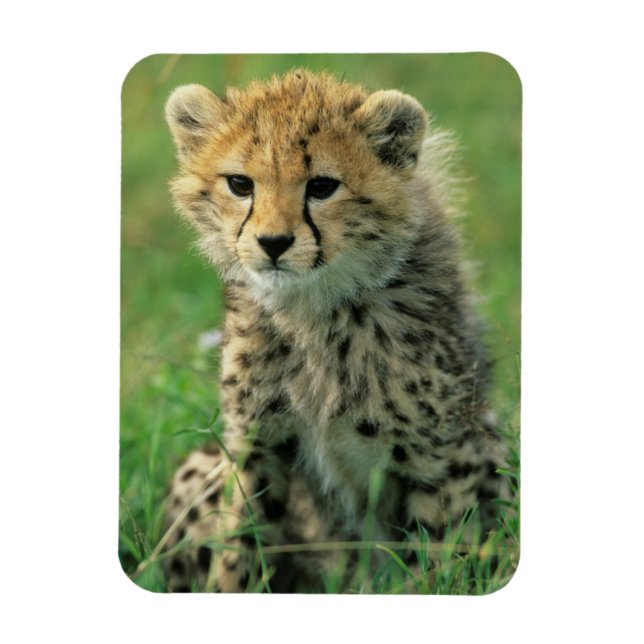 Íman Felpudo Cheetah Cub (Vertical)