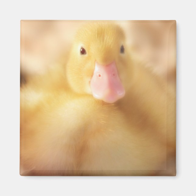Íman Felpudo Páscoa de Pato Amarelo (Frente)