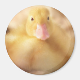Íman Felpudo Páscoa de Pato Amarelo
