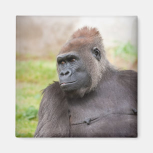 Íman Female Gorilla