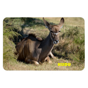 Íman Female Kudu