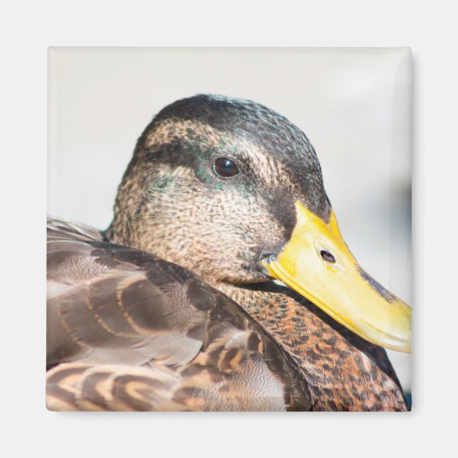 Íman Female Mallard (Frente)