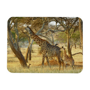 Íman Fêmea adulta e girafa jovem, Giraffa