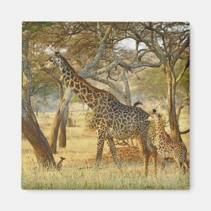 Íman Fêmea adulta e girafa juvenil, Giraffa