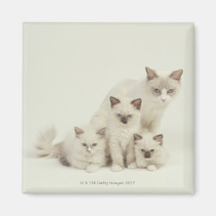 Íman Fêmea do gato de Ragdoll com gatinhos