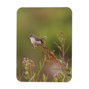 Íman fêmea Vermilion Flycatcher