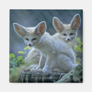 Íman Fennek (Vulpes zerda) W �_stenfuchs, Fennec