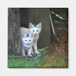 Íman Feral Kittens