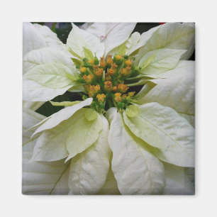 Íman Feriado de Natal Elegante de Poinsettia Branca
