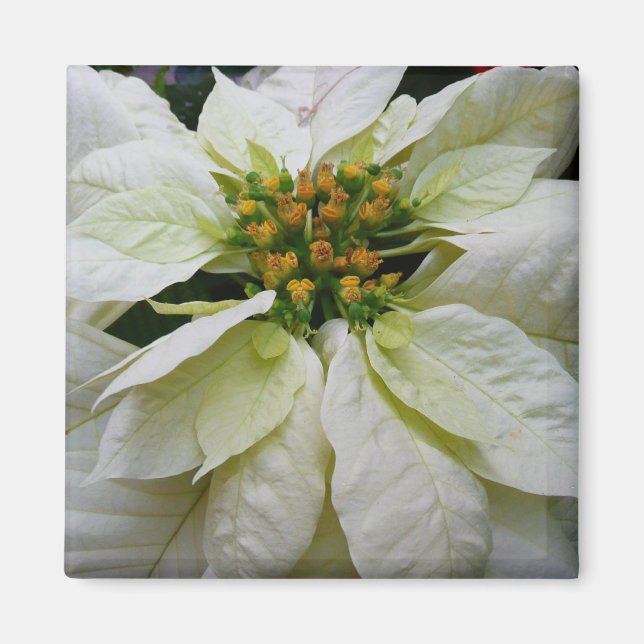 Íman Feriado de Natal Elegante de Poinsettia Branca (Frente)