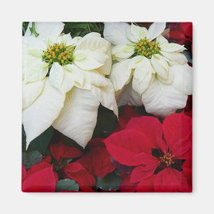 Íman Férias de Natal White e Red Poinsettias II