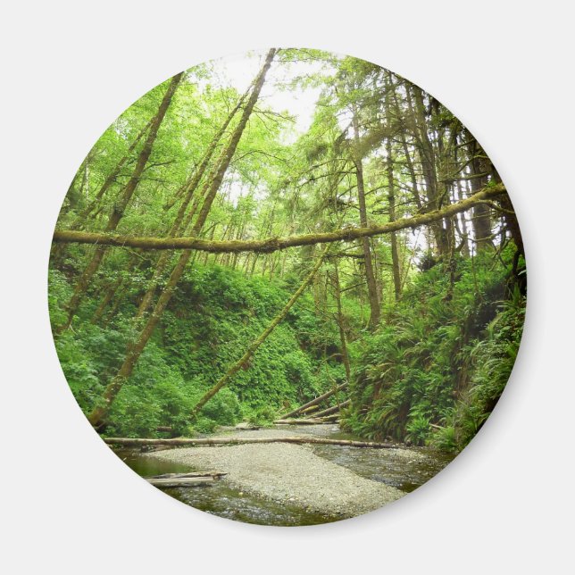 Íman Fern Canyon I no Parque Nacional de Redwood (Frente)