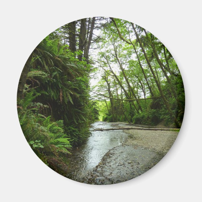 Íman Fern Canyon II no Parque Nacional de Redwood (Frente)