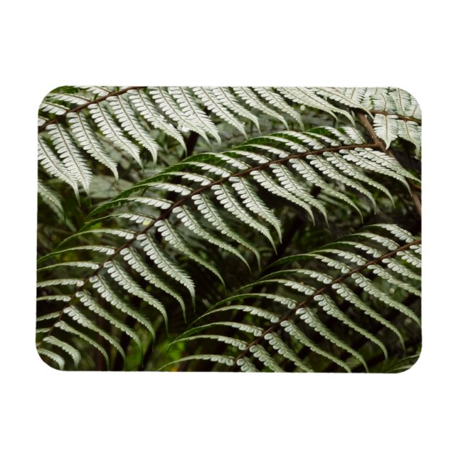Íman Fern Fronds II Dark Green Nature (Horizontal)