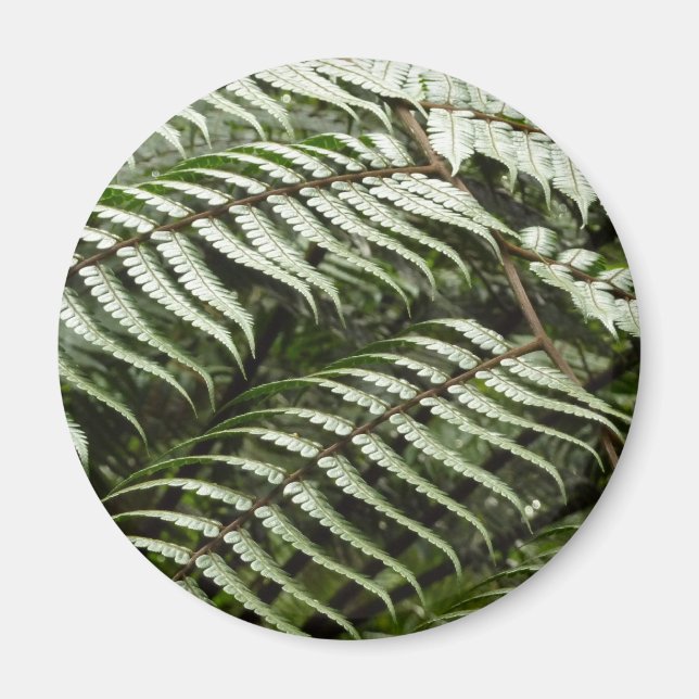 Íman Fern Fronds II Dark Green Nature (Frente)