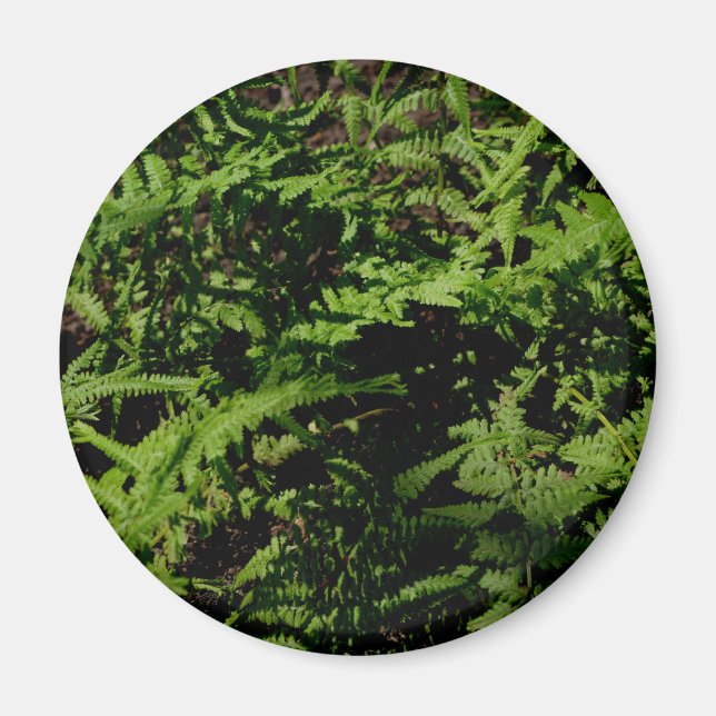 Íman Ferns do chão da floresta verde botânica (Frente)