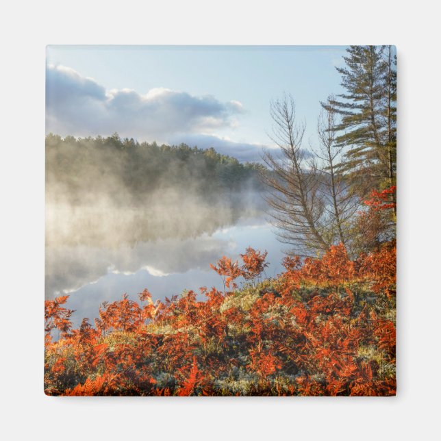 Íman Ferns na linha costeira | Paraíso, Michigan (Frente)