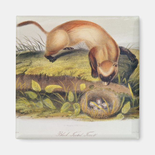 Íman Ferret de pés negros (Frente)