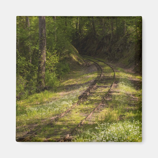 Íman Ferrovia Abandonada Em Uma Floresta (Frente)