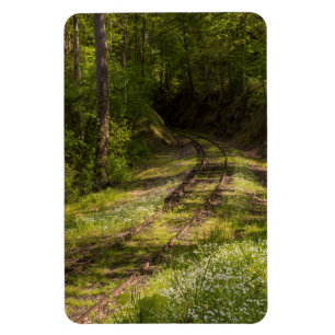 Íman Ferrovia Abandonada Em Uma Floresta