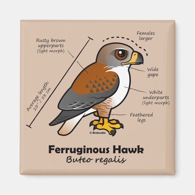 Íman Ferruginous Hawk Statistics (Frente)