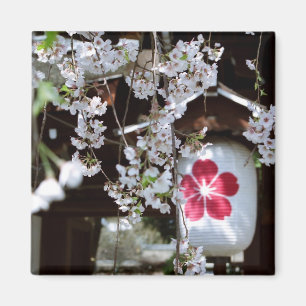 Íman Festival Cherry Blossom em Quioto 