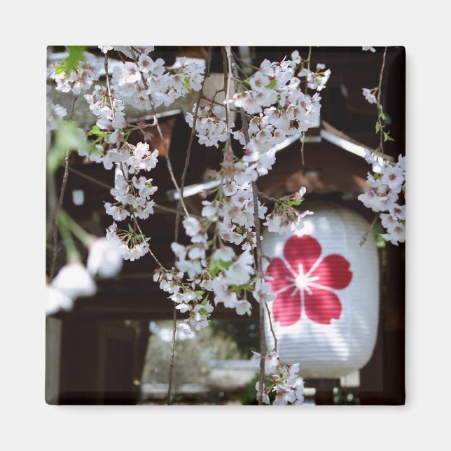 Íman Festival Cherry Blossom em Quioto (Frente)