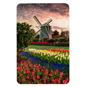 Íman Festival da tulipa