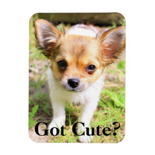 Íman Ficou bonito? Puppy