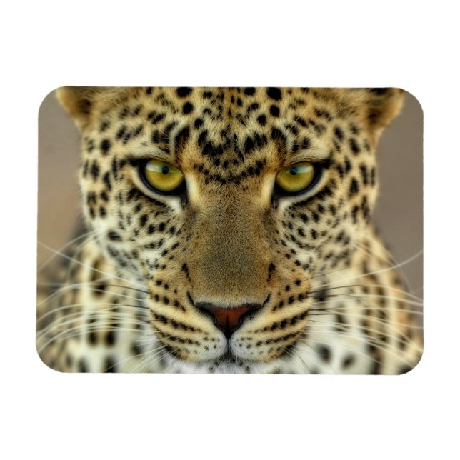 Íman Fierce Leopard (Horizontal)