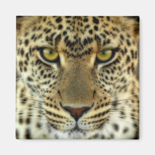 Íman Fierce Leopard