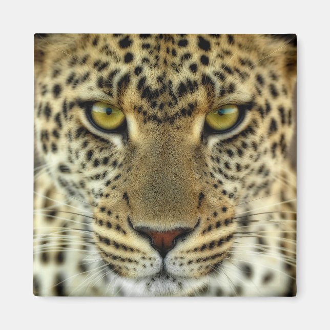 Íman Fierce Leopard (Frente)